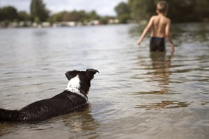 Young boy swimming at the lake while his dog watches and worries.