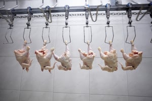 close up of poultry processing in food industry