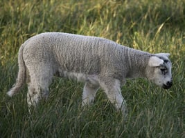 sheep in germany
