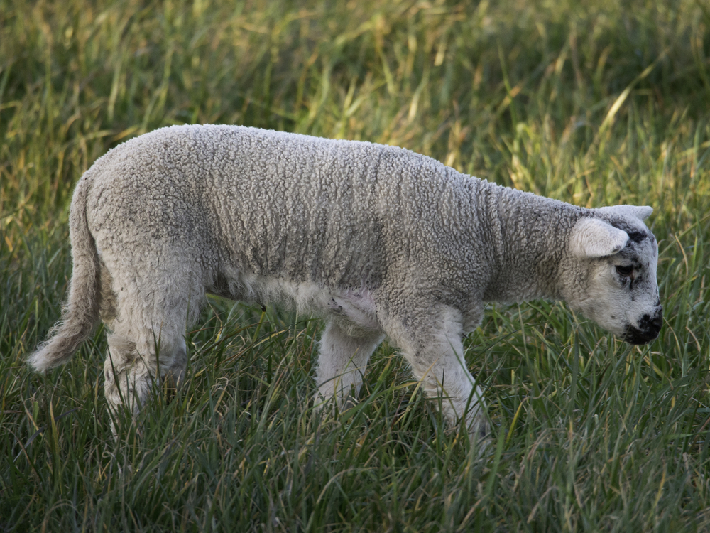 Don’t Send Your Lambs to Slaughter