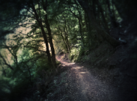Forging a New Path